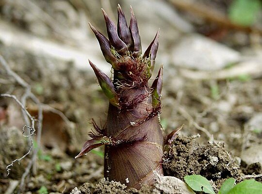 やはり筍は新鮮なもの