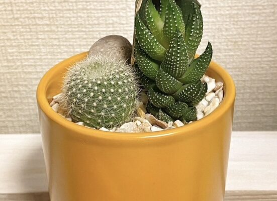 サボテンおすすめです